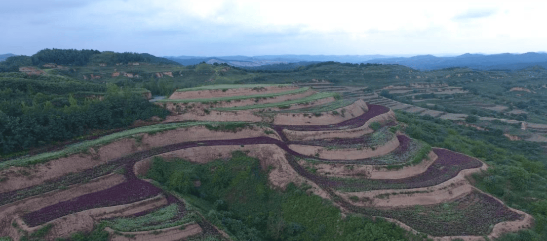 陕西日报关注 陇县：粒粒荞麦“链”出致富新希望